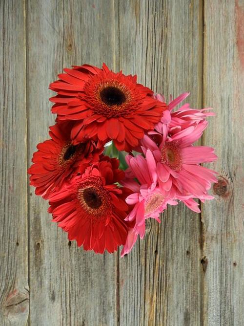 VALENTINE DAY PACK- RED, WHITE & PINKS  SEASONAL GERBERA